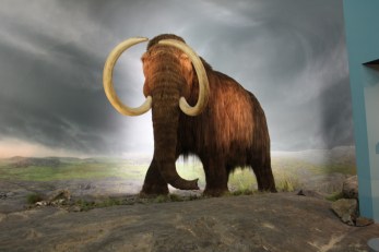 wooly_mammoth_model